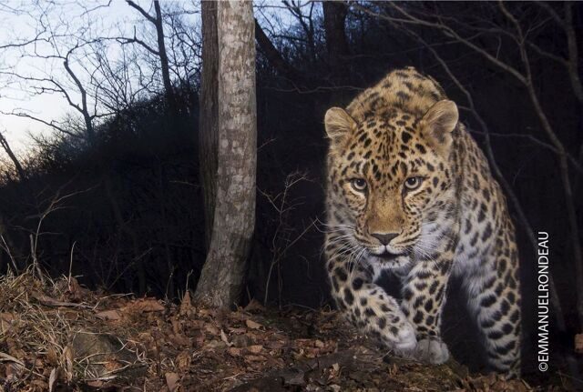 Leopard EMMANUELRONDEAU__